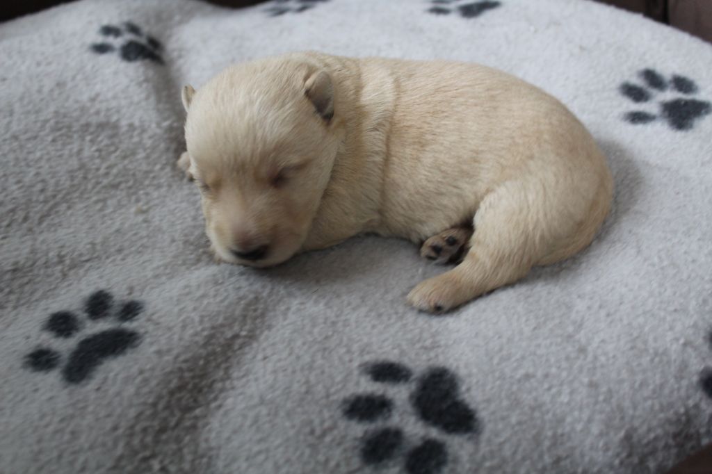CHIOT - Scottish Terrier