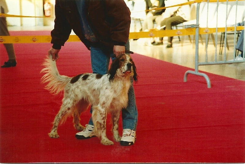 TR. Elton de l etang de la coquiniere