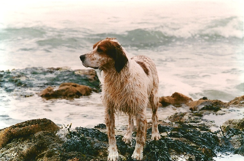 TR. Elton de l etang de la coquiniere