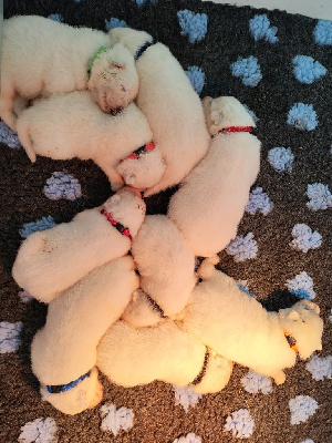 Les chiots de Samoyède