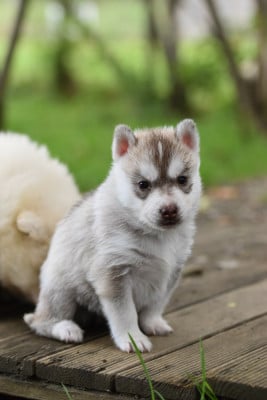 Les chiots de Siberian Husky