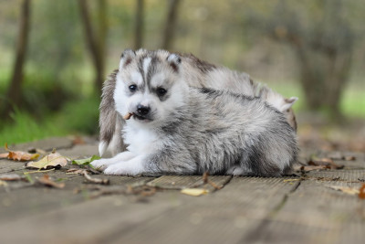 Les chiots de Siberian Husky