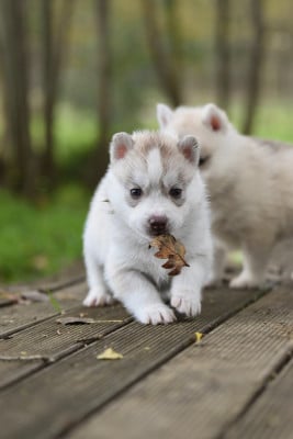 Les chiots de Siberian Husky