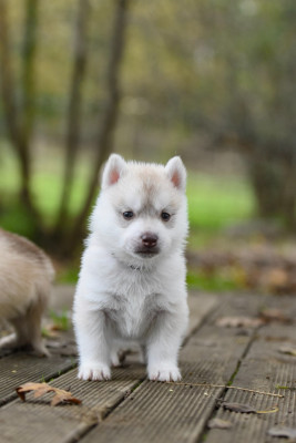 Les chiots de Siberian Husky