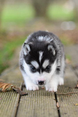 Les chiots de Siberian Husky