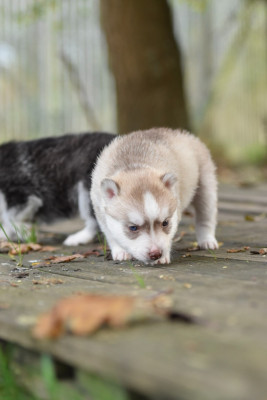 Les chiots de Siberian Husky