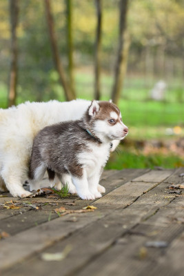 Les chiots de Siberian Husky
