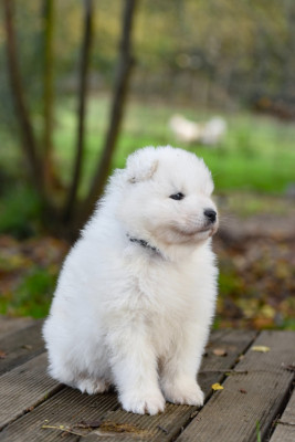 Les chiots de Samoyède