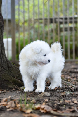 Les chiots de Samoyède