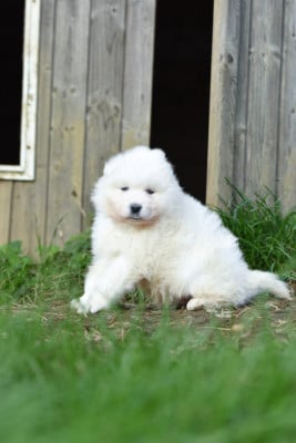 Les chiots de Samoyède