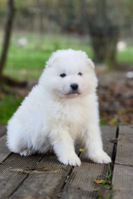 Les chiots de Samoyède