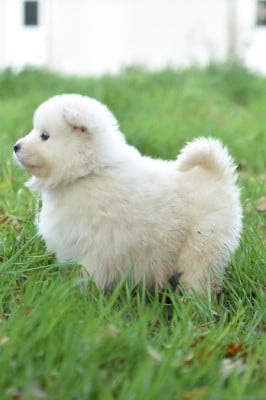 Les chiots de Samoyède