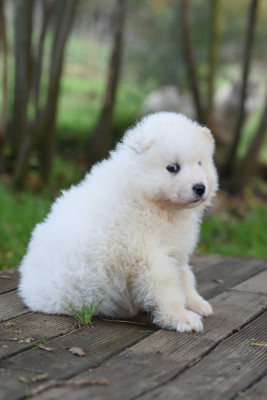 Les chiots de Samoyède