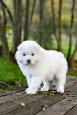 Les chiots de Samoyède