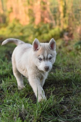 Les chiots de Siberian Husky