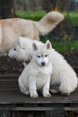 Les chiots de Siberian Husky