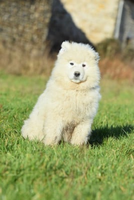 Les chiots de Samoyède