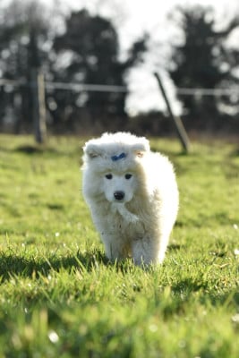 Les chiots de Samoyède
