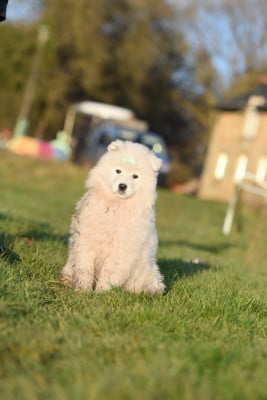 Les chiots de Samoyède