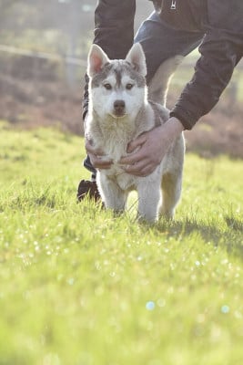 Siberian Husky