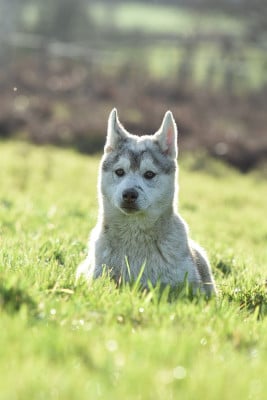 CHIOT - Siberian Husky