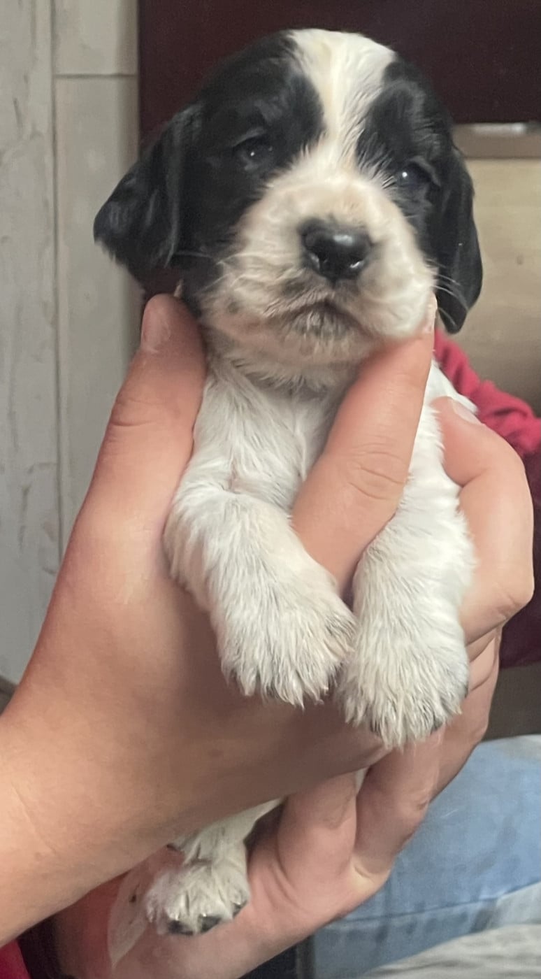 Chiot N°1 - Cocker Spaniel Anglais