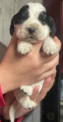 Les chiots de Cocker Spaniel Anglais