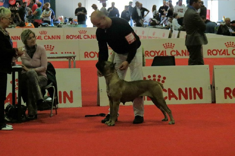 Maia de bella corso - 2 EME EXCELLENT RCACS ET RCACIB