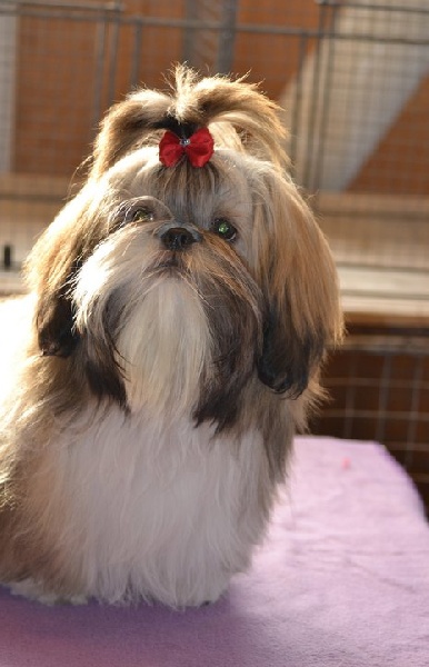 Floria dite frimousse De chatoisillon - Trés prometteur - Meilleur Puppy