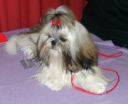 Floria dite frimousse De chatoisillon - 3e Très bon