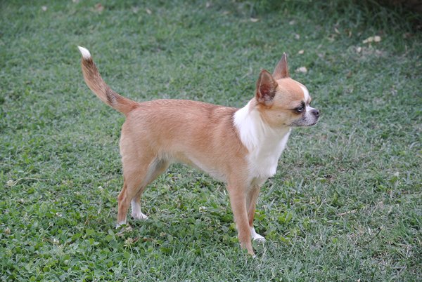 Publication : De Los Machucambos