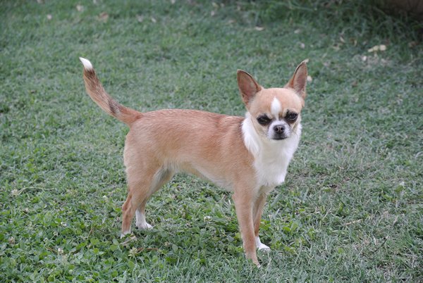 Publication : De Los Machucambos