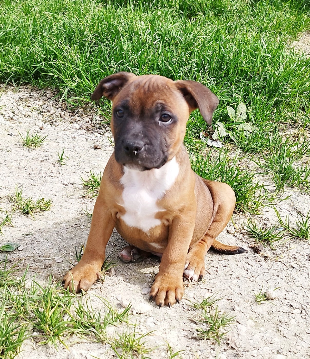 Staffordshire Bull Terrier - Everybody's Got