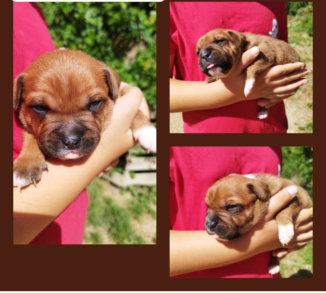 Staffordshire Bull Terrier - Everybody's Got