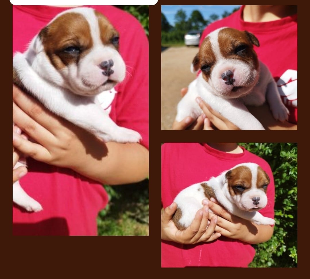 Staffordshire Bull Terrier - Everybody's Got