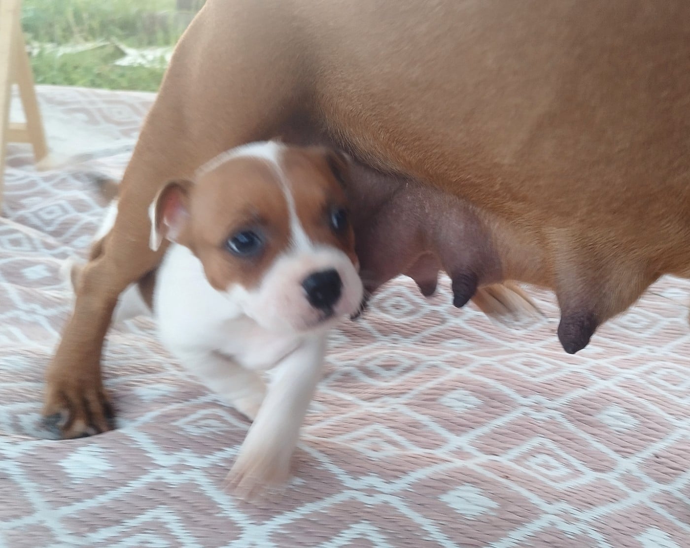 Chiot N°2