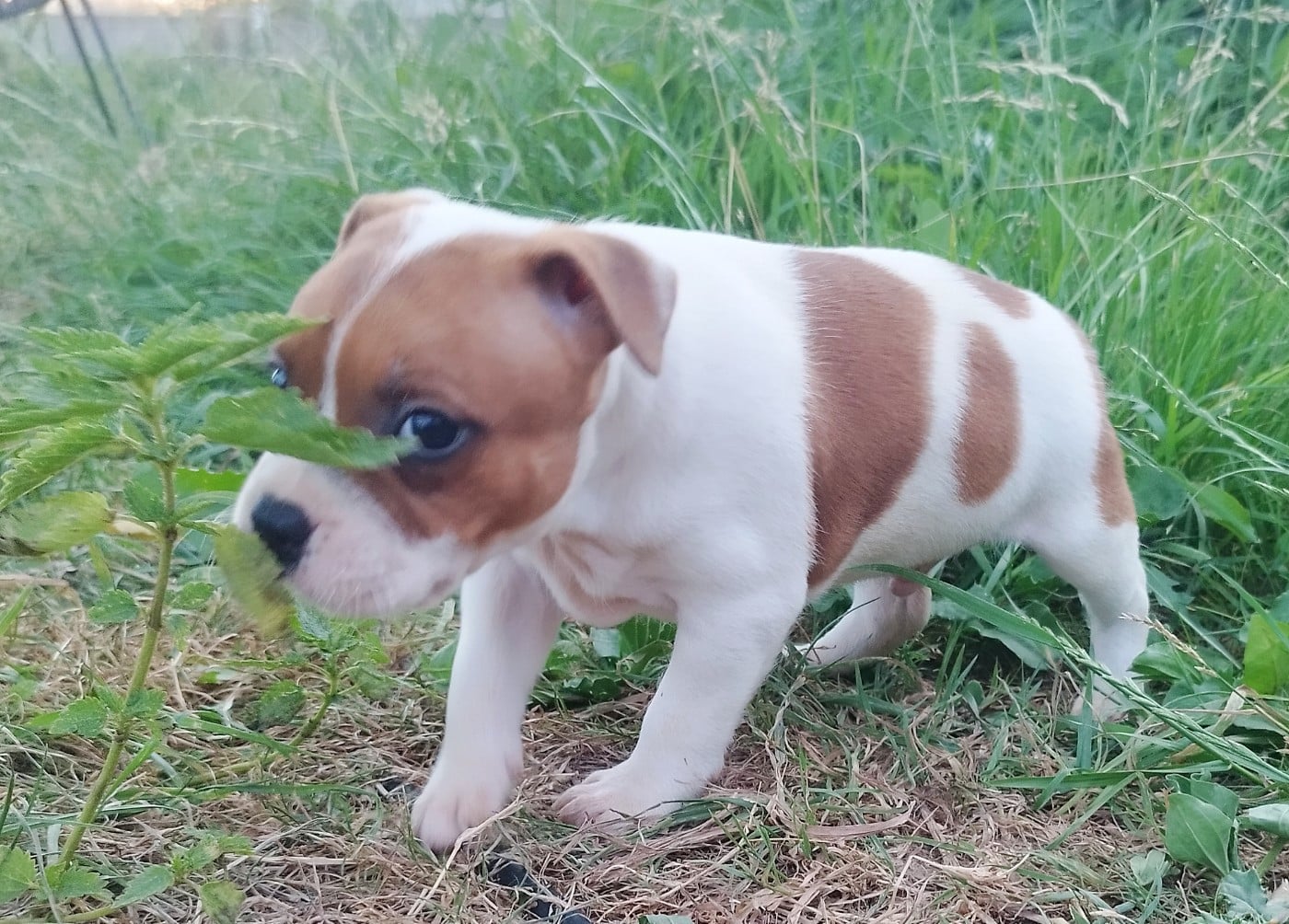 Chiot N°2