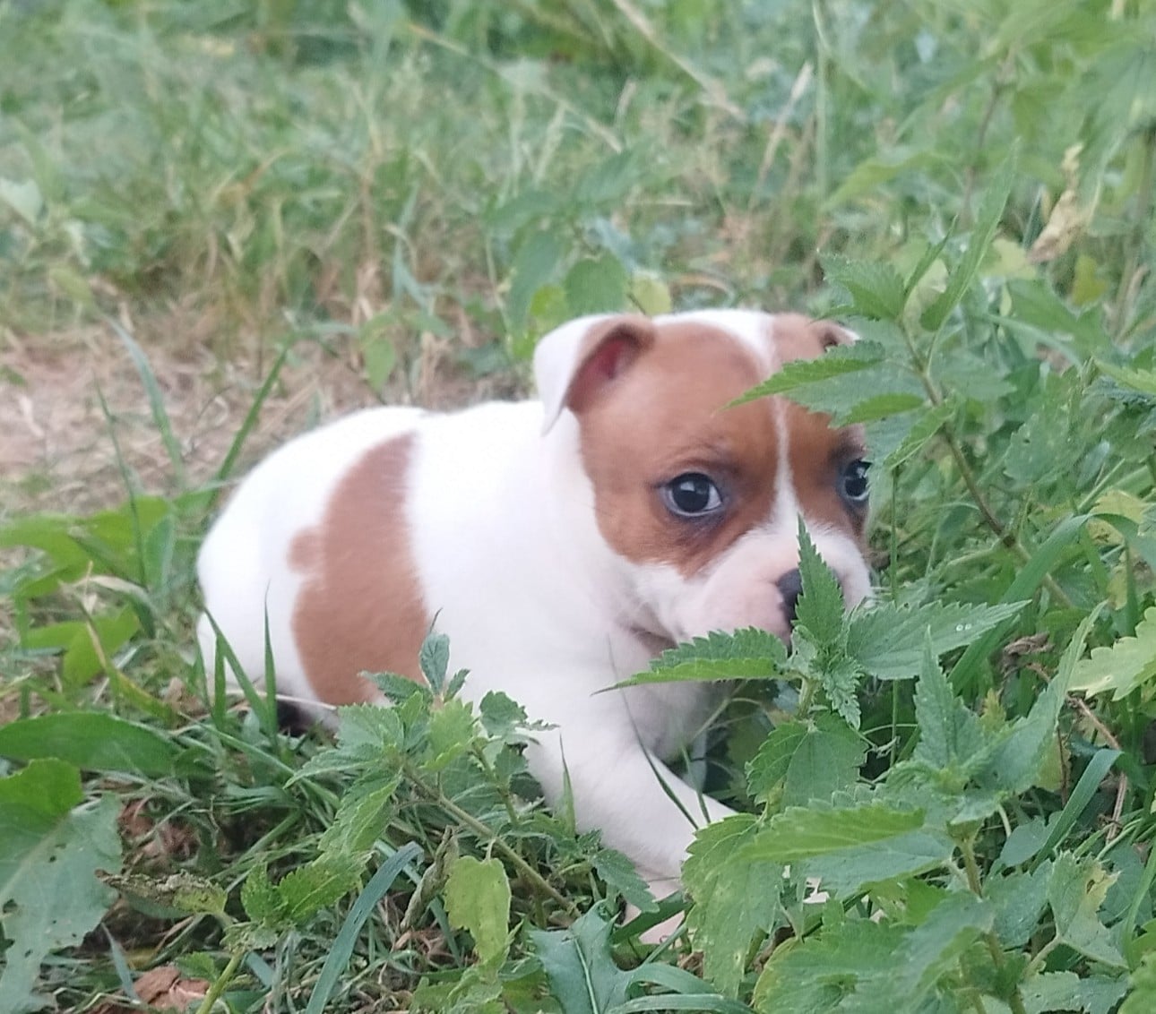 Chiot N°2
