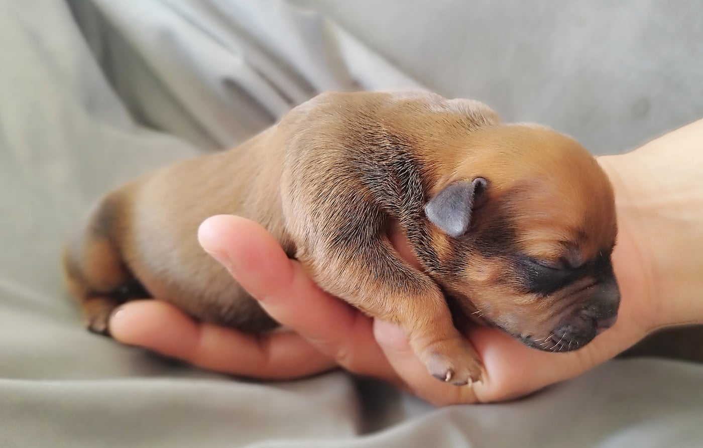 Chiot N°1