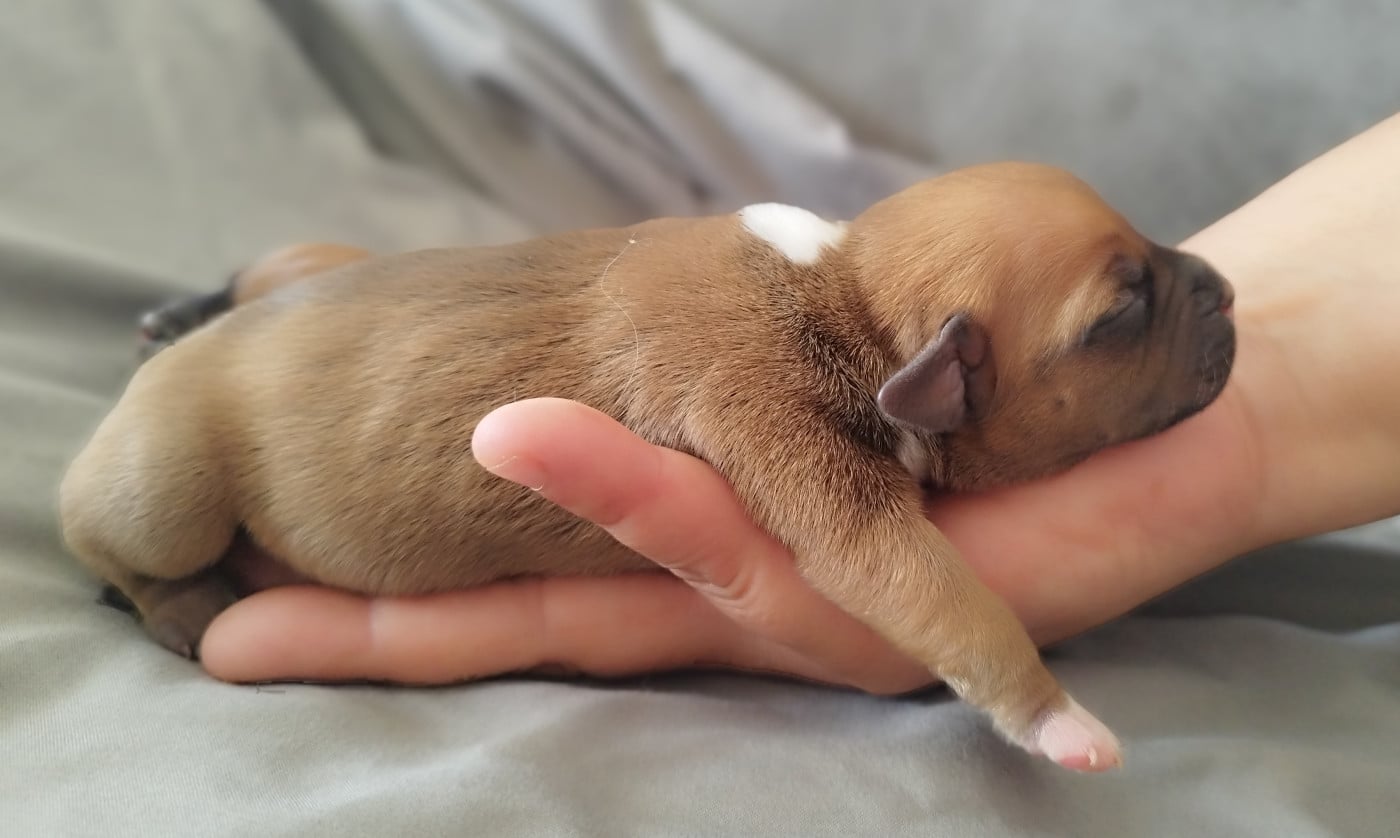 Chiot N°2