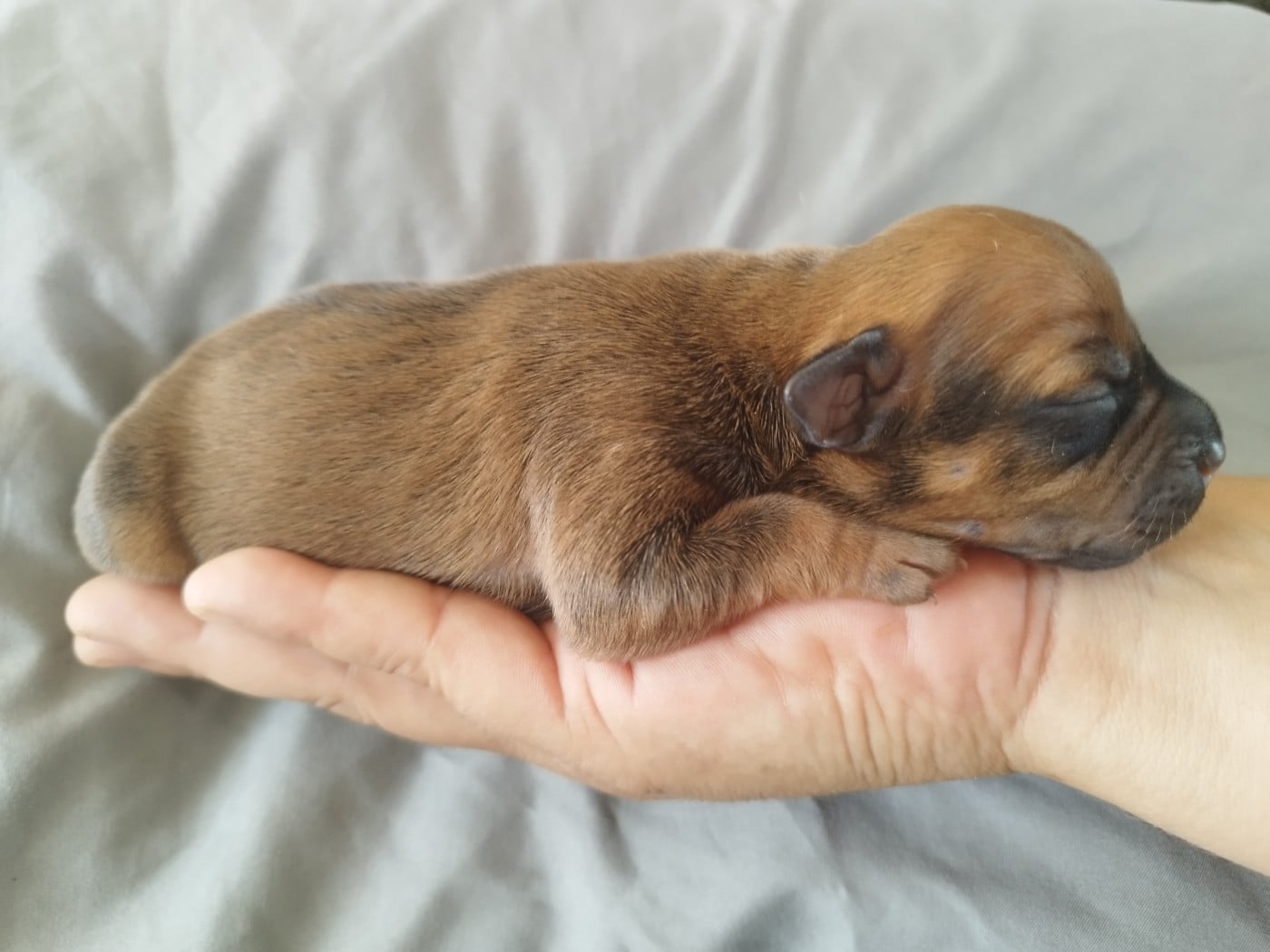Chiot N°3