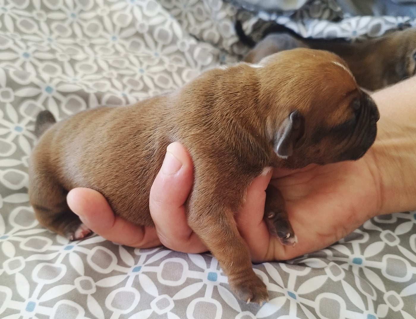 Chiot N°4
