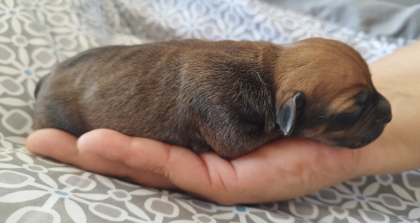 Chiot N°5