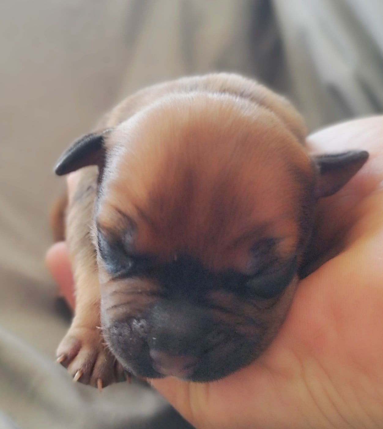 Chiot N°1