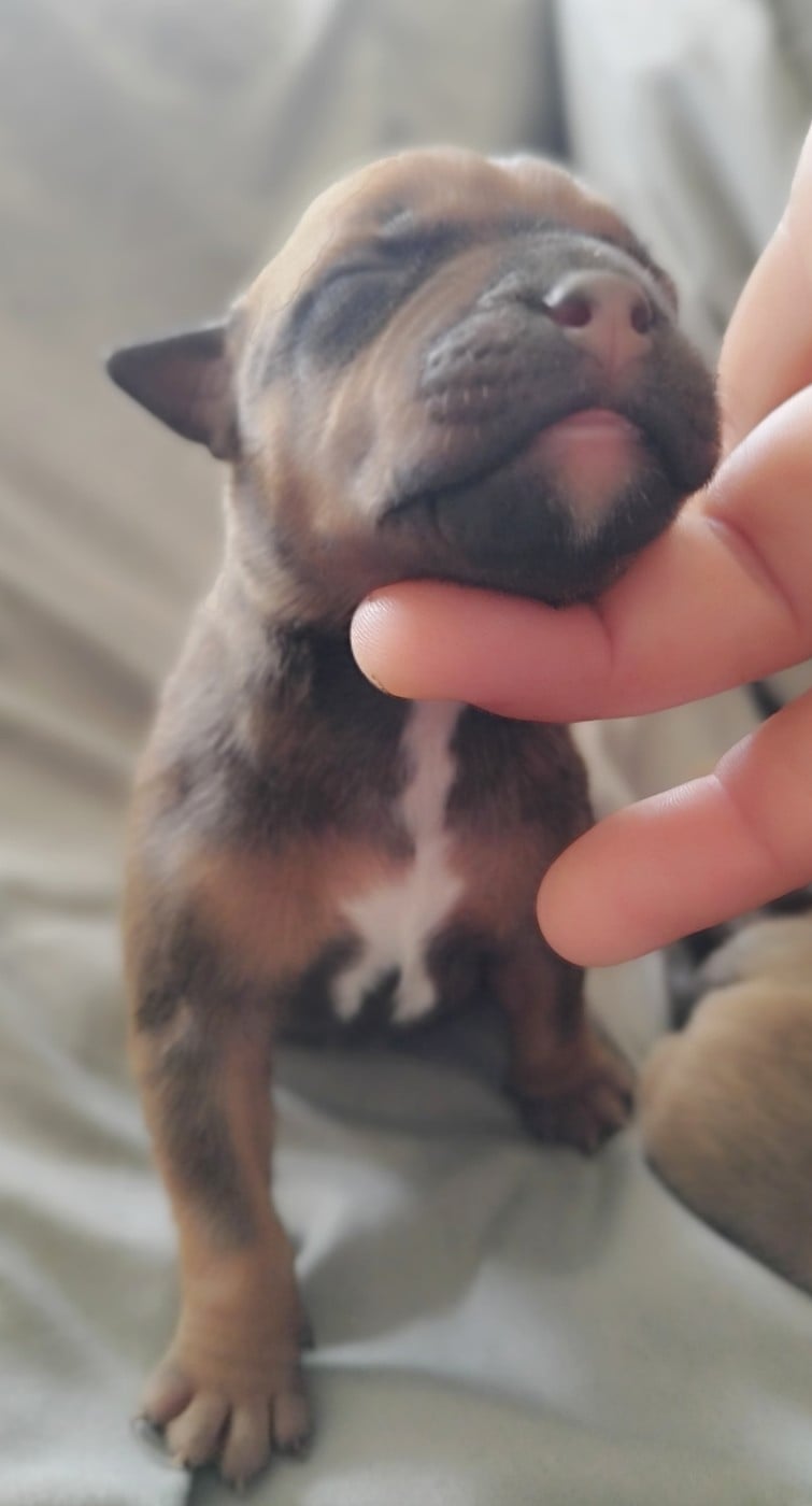 Chiot N°1