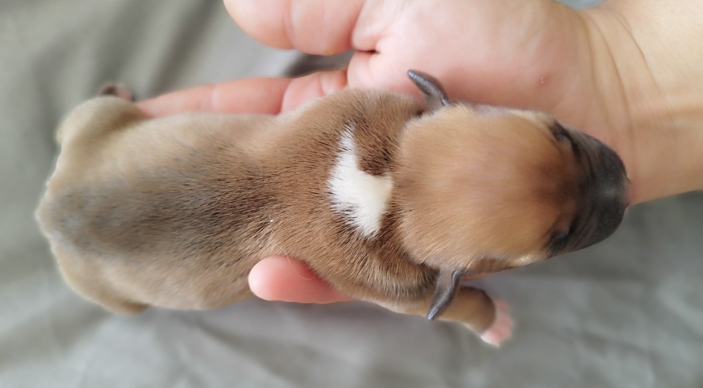 Chiot N°2