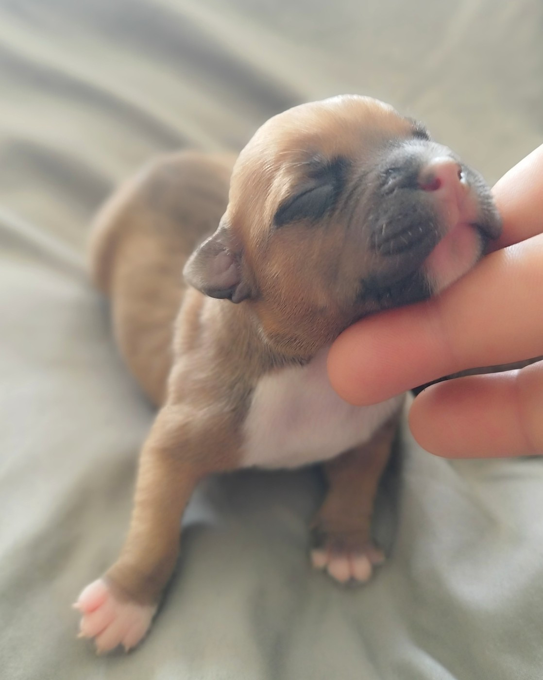 Chiot N°2