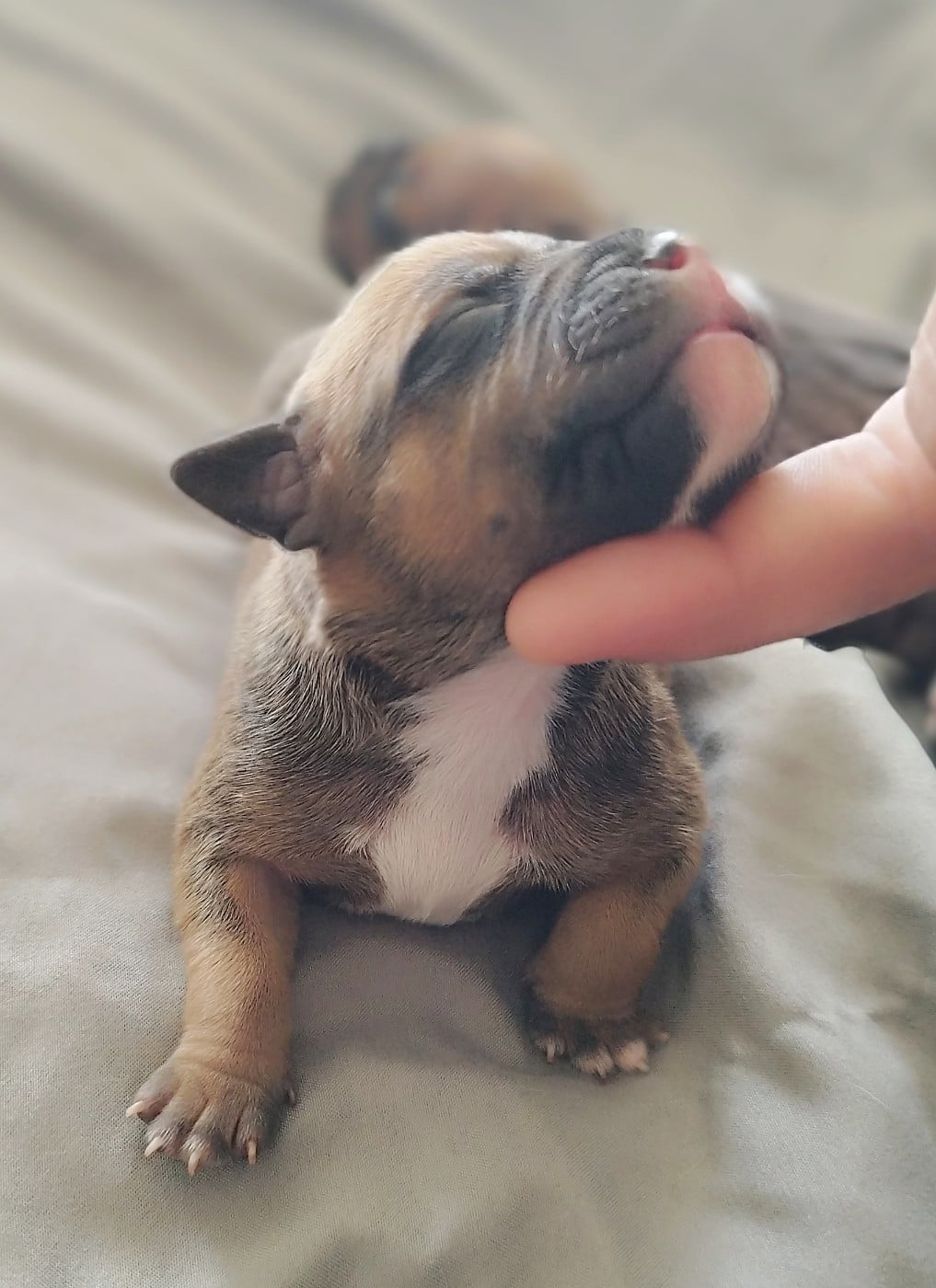 Chiot N°3