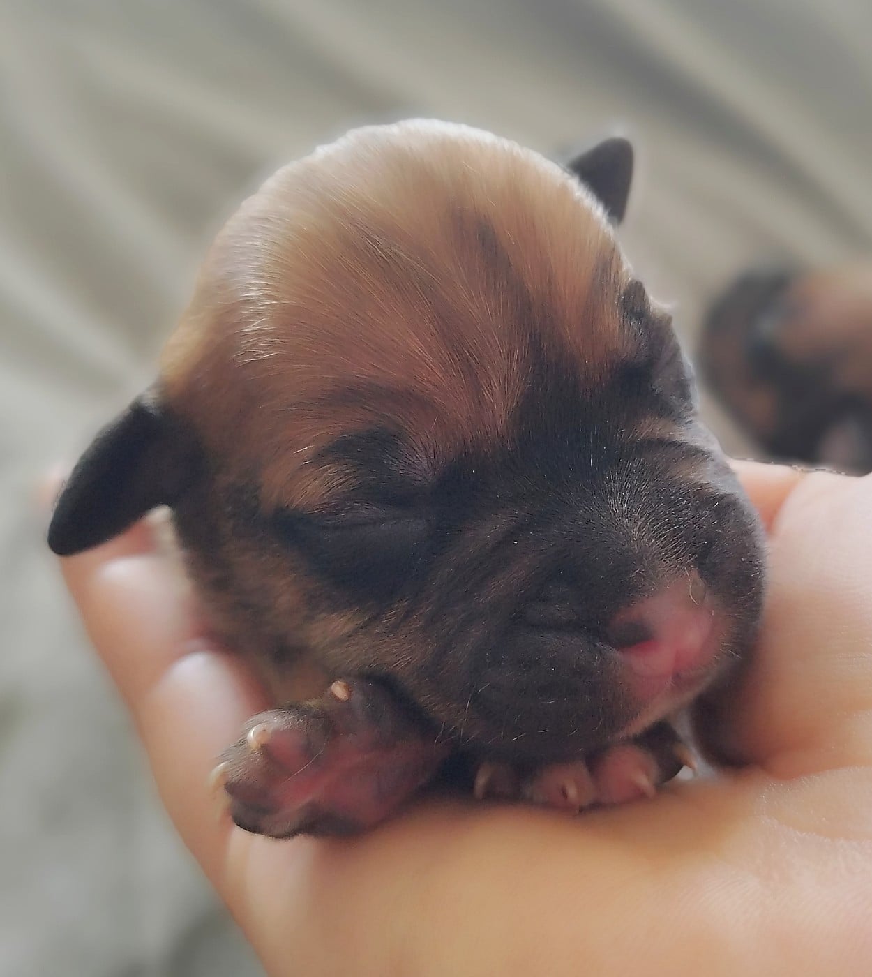 Chiot N°3