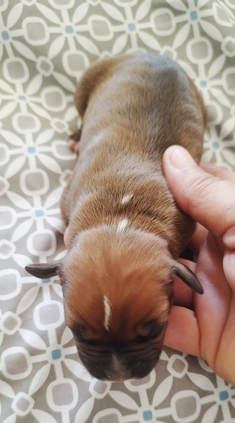 Chiot N°4
